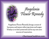 Angelonia Flower Essence