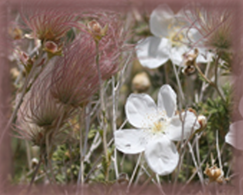 Apache Plume Flower Essence