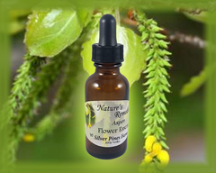 Aspen Flower Essence - Nature's Remedies
