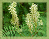 Astragalus Flower Essence