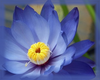 Blue Lotus Flower Essence