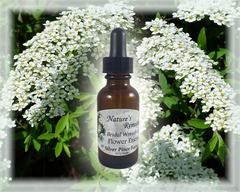 Bridalwreath Spirea Flower Essence - Nature's Remedies