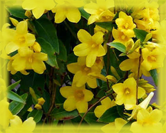 Carolina Yellow Jessamine Flower Essence - Nature's Remedies