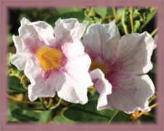 Pink Manjack Flower Essence - Nature's Remedies