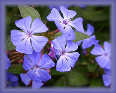 Cerato Flower Essence - Nature's Remedies