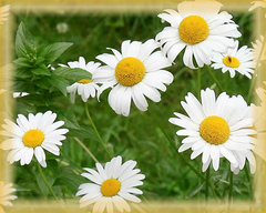 Chamomile Flower Essence - Nature's Remedies