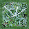 Crabgrass Flower Essence