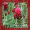 Crimson Clover Flower Essence
