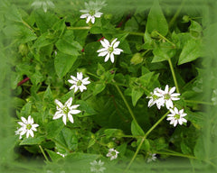 Common Chickweed Flower Essence - Nature's Remedies