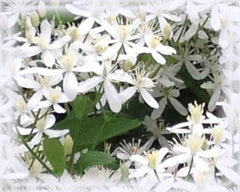 Clematis Flower Essence - Nature's Remedies
