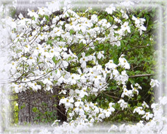 Dogwood Flower Essence - Nature's Remedies