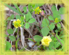 Hop Trefoil Flower Essence - Nature's Remedies