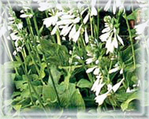 Hosta Flower Essence - Nature's Remedies