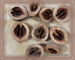 Hickory Nut Halves by Squirrels