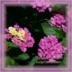 Lantana Flower Essence - Nature's Remedies