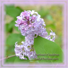 Lilac Flower Essence - Nature's Remedies