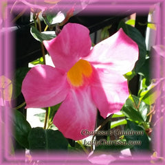 Mandevilla Flower Essence - Nature's Remedies