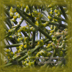 Mistletoe Flower Essence - Nature's Remedies