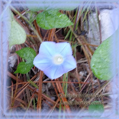 Morning Glory Flower Essence - Nature's Remedies