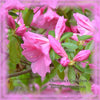 Pink Azalea Flower Essence