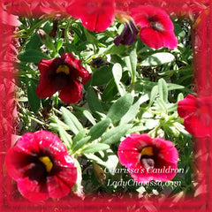 Red Calibrachoa Flower Essence - Nature's Remedies