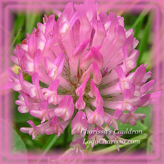 Red Clover Flower Essence - Nature's Remedies