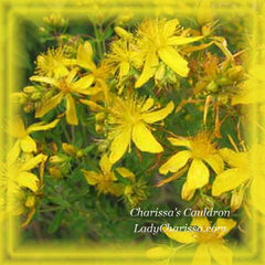 St. John's Wort Flower Essence - Nature's Remedies