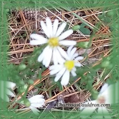 White Oldfield Aster Flower Remedy