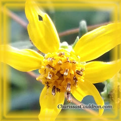 Yellow Crownbeard Flower Remedy