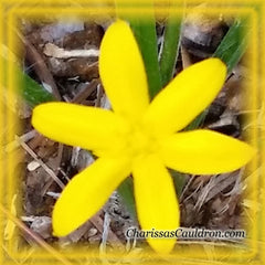 Yellow Stargrass Flower Remedy