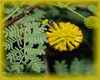 Acacia Flower Essence