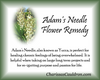 Adam's Needle - Yucca Flower Essence