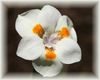 African Iris Flower Essence