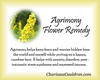 Agrimony Flower Essence
