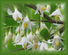 American Snowbell Flower Essence