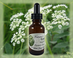 Angelica Flower Essence - Nature's Remedies