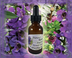 Angelonia Flower Essence - Nature's Remedies