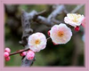 Apricot Blossom Flower Essence