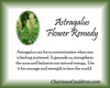 Astragalus Flower Essence
