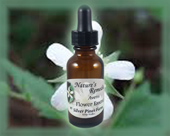 Avens Flower Essence - Nature's Remedies