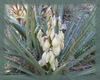 Banana Yucca Flower Essence
