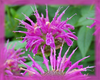Bee Balm Flower Essence - Nature's Remedies