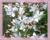Beeblossom Flower Essence