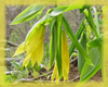 Bellwort Flower Essence