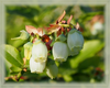 Bilberry Flower Essence