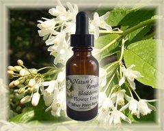 Bladdernut Flower Essence - Nature's Remedies