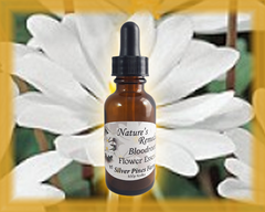 Bloodroot Flower Essence - Nature's Remedies