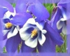 Blue Columbine Flower Essence