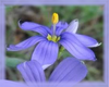 Blue Eyed Grass Flower Essence