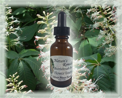 Bottlebrush Buckeye Flower Essence - Nature's Remedies